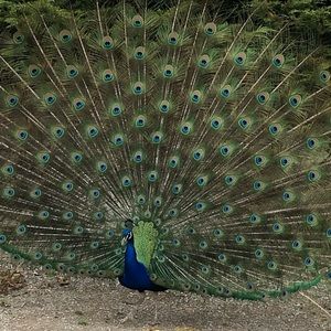 Meet your Posher, Rena